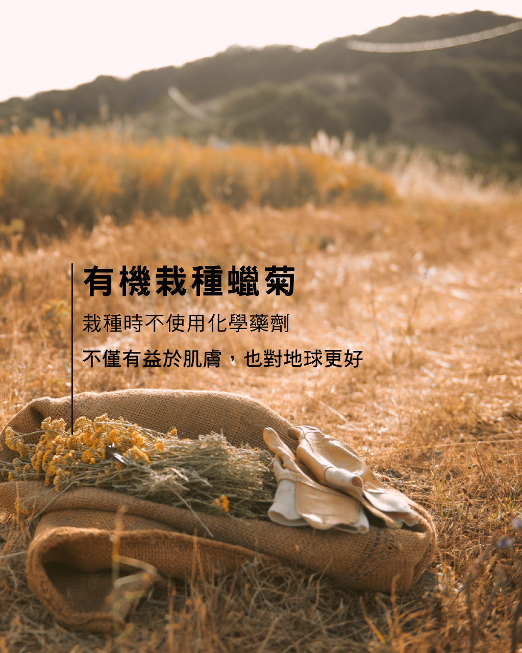 蠟菊賦活極萃霜