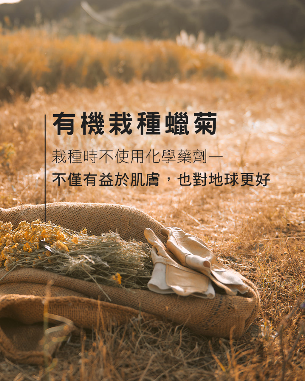 蠟菊賦活極萃油