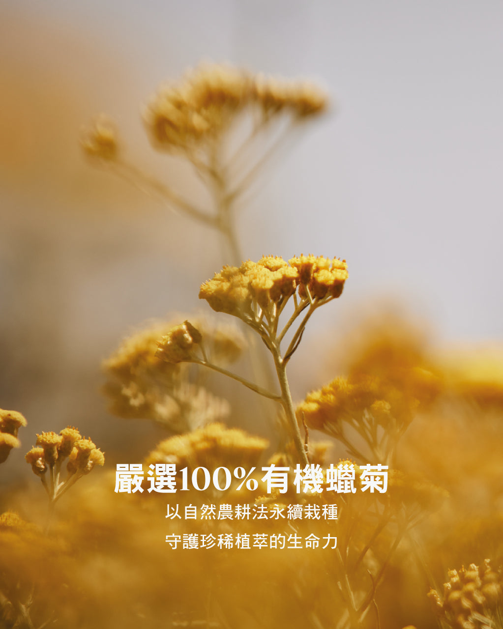 光萃肌活露補充包