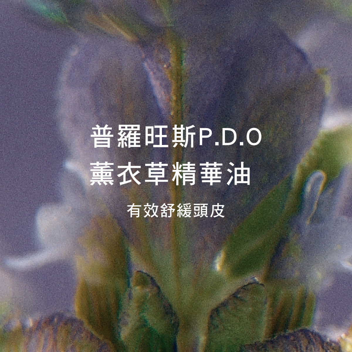 草本平衡洗髮乳