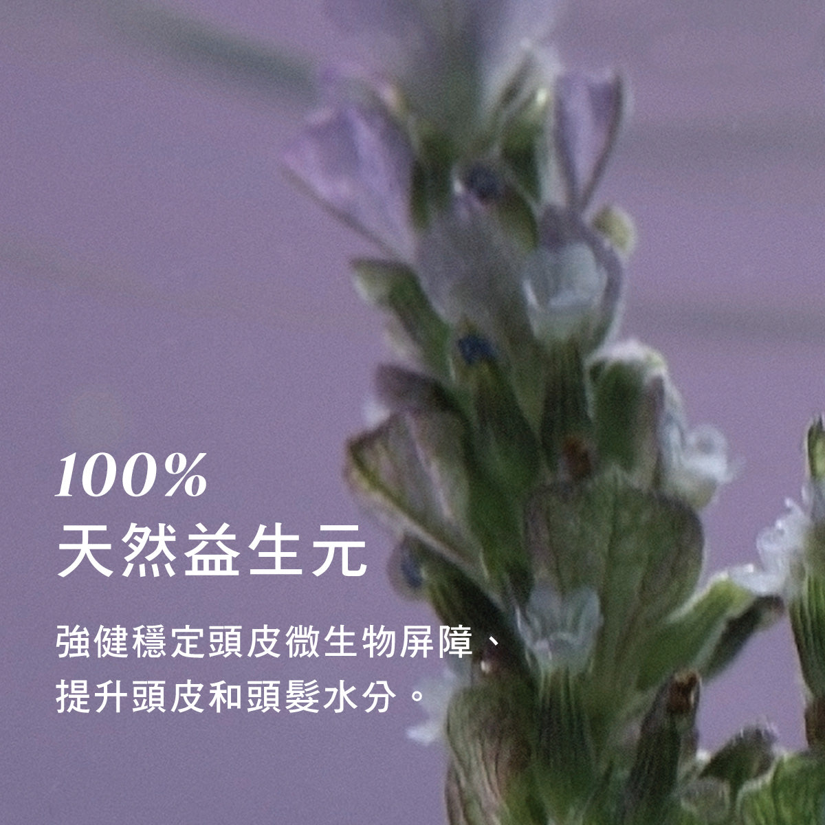 草本平衡洗髮乳