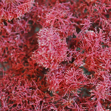 紅叉珊藻萃取
