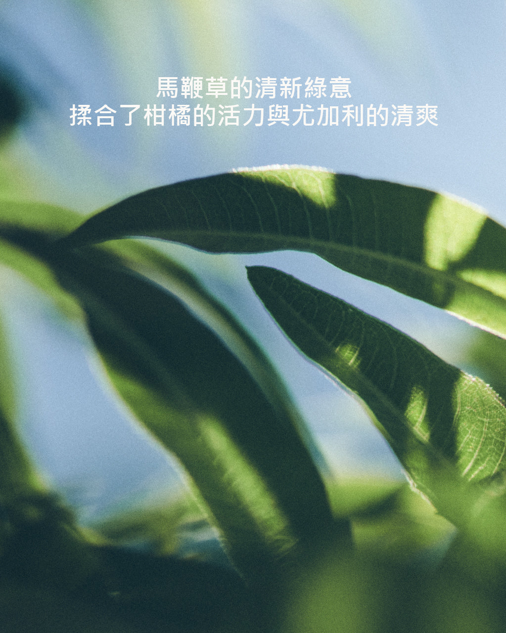 乳油木馬鞭草潔手液式皂補充瓶