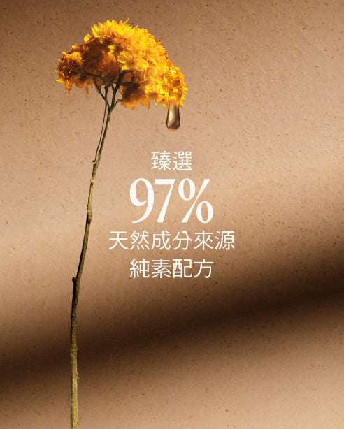 蠟菊賦活身體霜 - Image 4