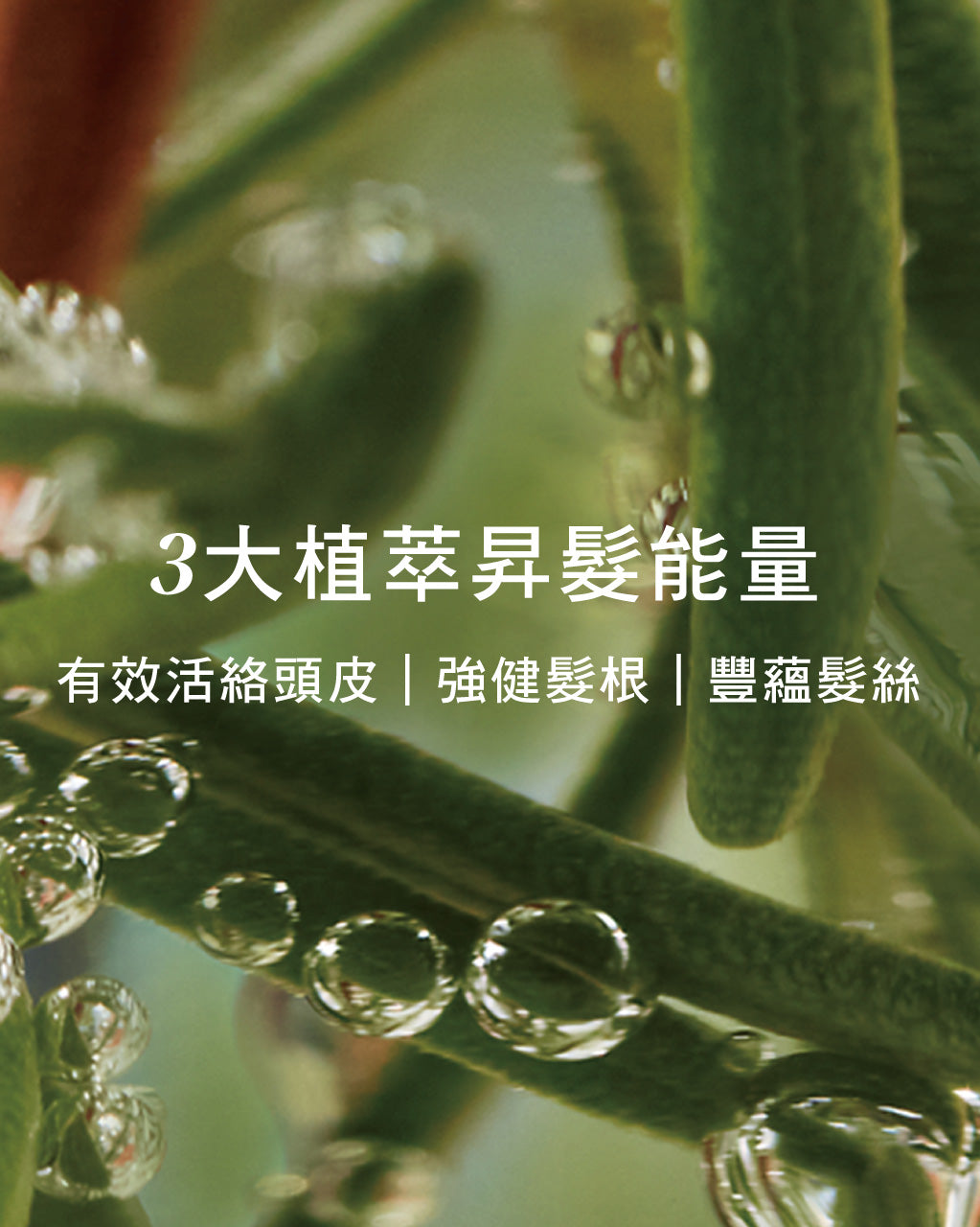 草本豐蘊養髮精華