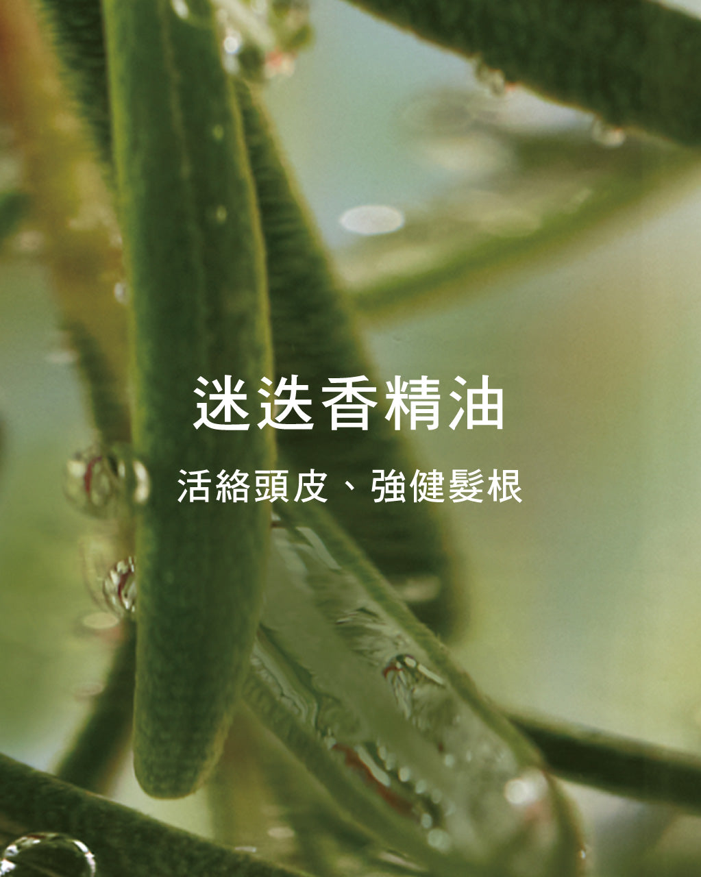 草本豐蘊養髮精華
