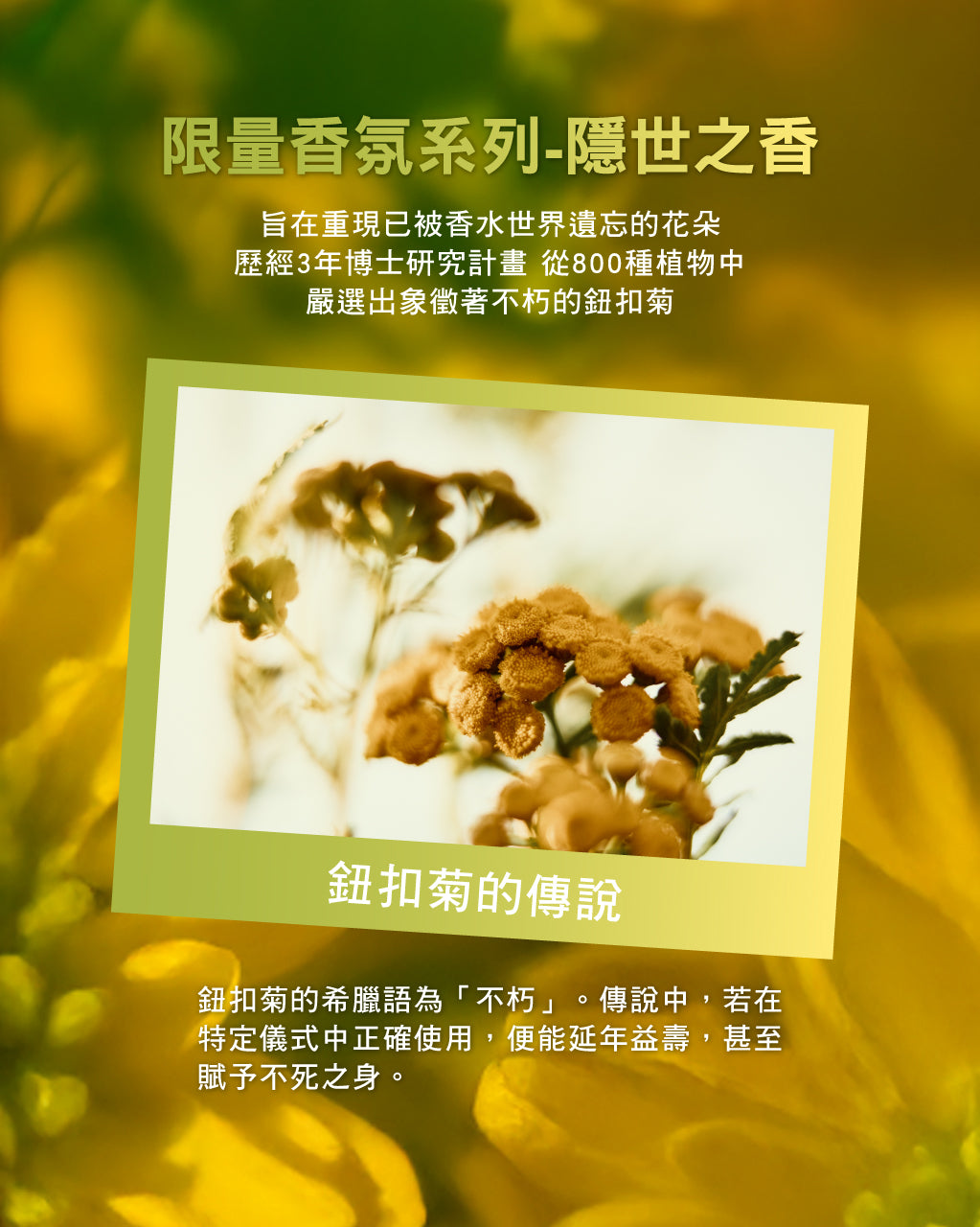 隱世之香-鈕扣菊香氛組