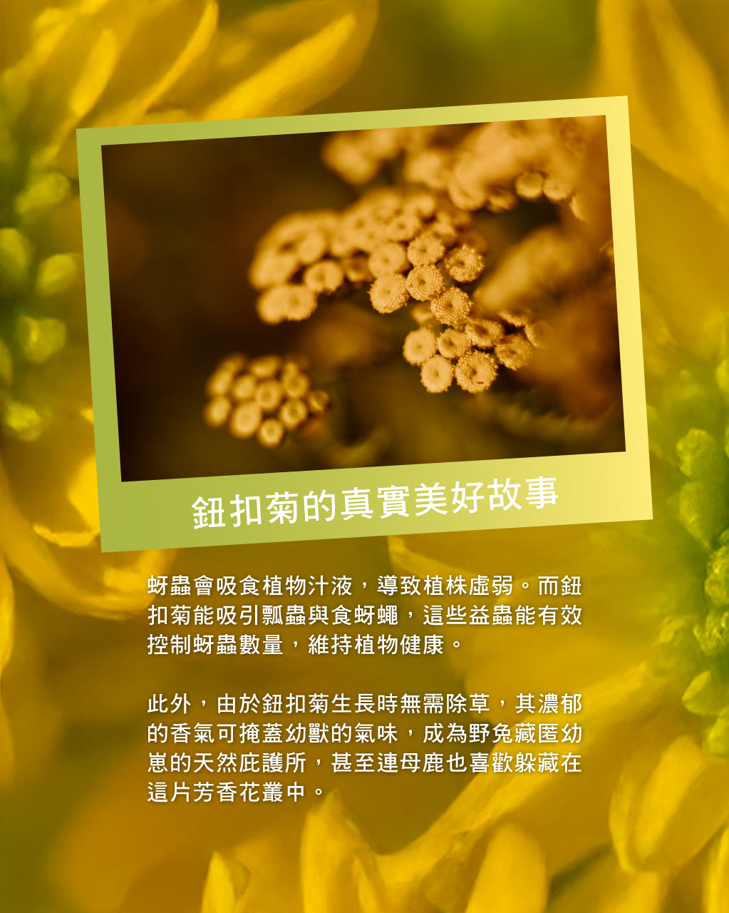 隱世之香-鈕扣菊香氛組