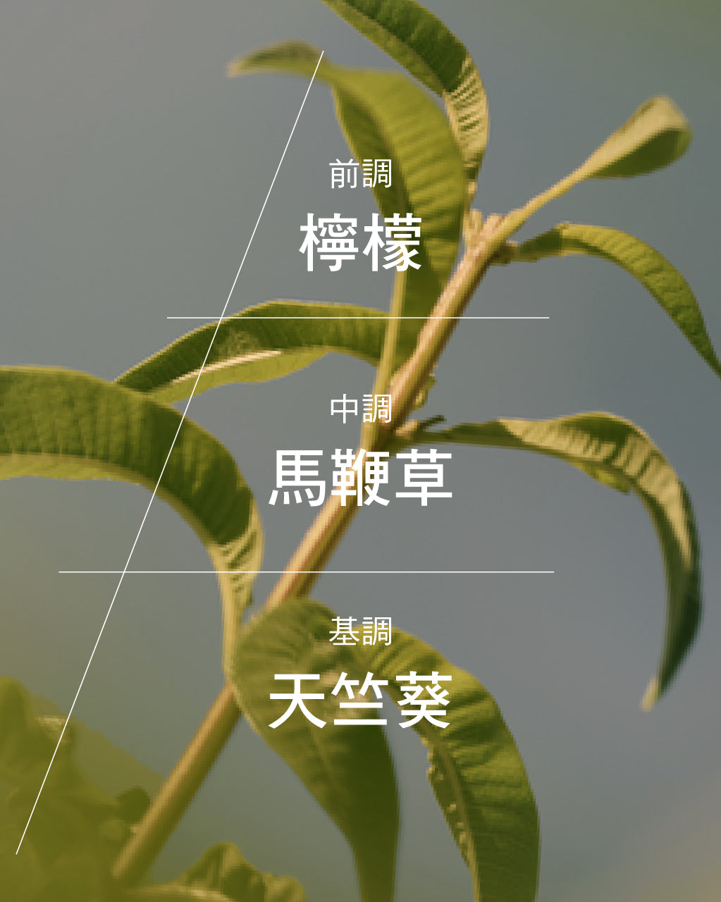 Verveine 馬鞭草淡香水 - Image 4