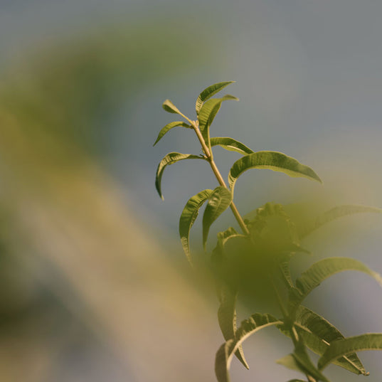 Verveine 馬鞭草淡香水
