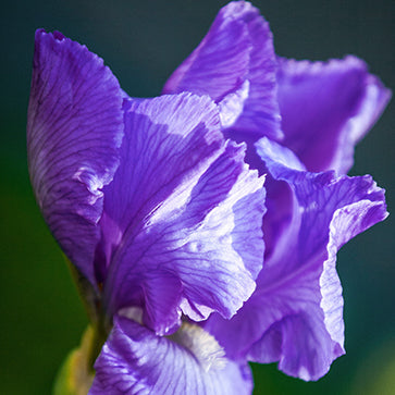 鳶尾花精萃